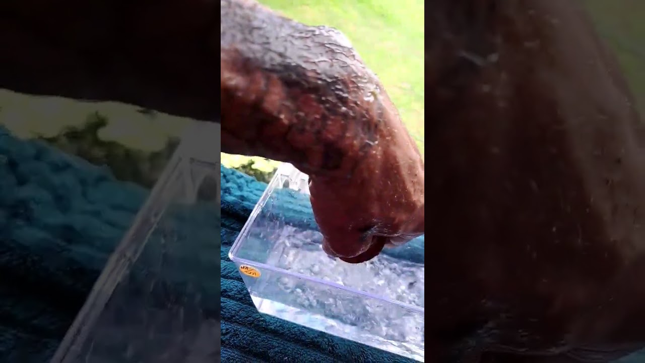 Pulling Ansistrus (Bristlenose Pleco) eggs from the cave
