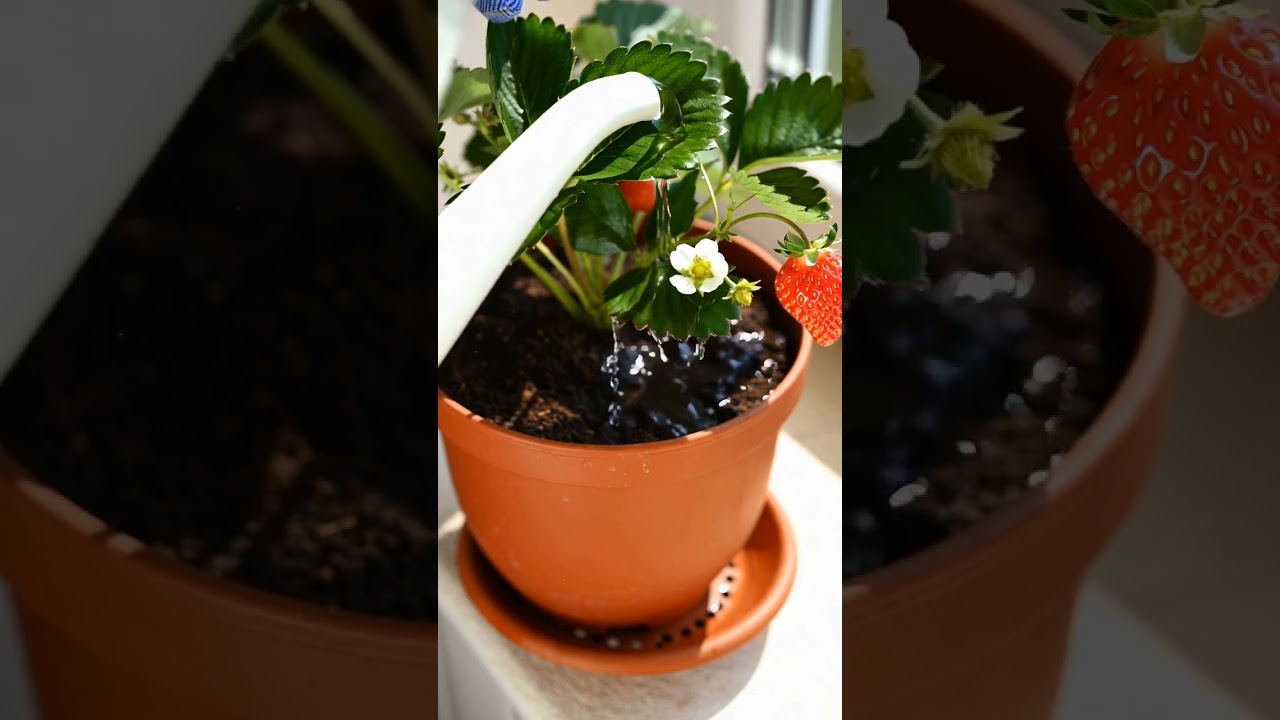 Best Way to Grow Strawberries Indoors! 🍓