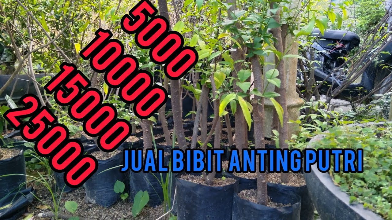 jualan bibit Anting Putri