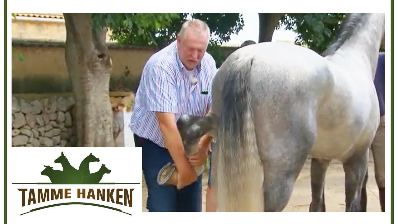 Vorsicht! Pferd mit spanischen Temperament | Tamme Hanken | Kabel Eins