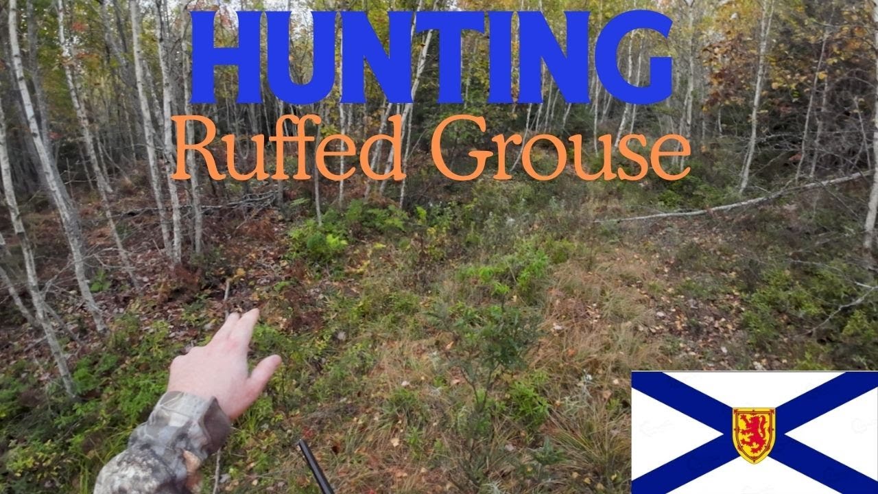 First Ruffed grouse hunt of the season