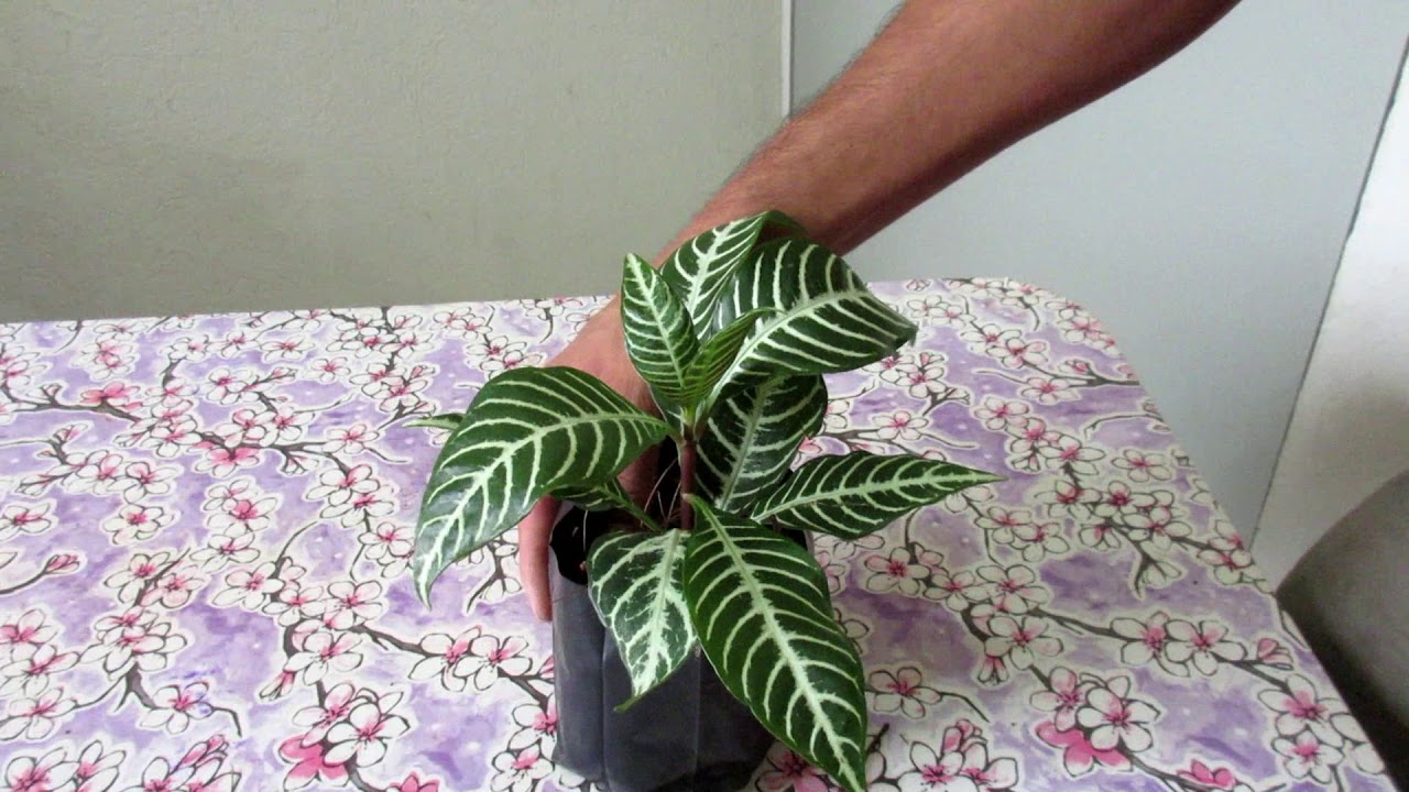 Como Cuidar una AFELANDRA | Planta Zebra | Aprendiendo a Cuidar