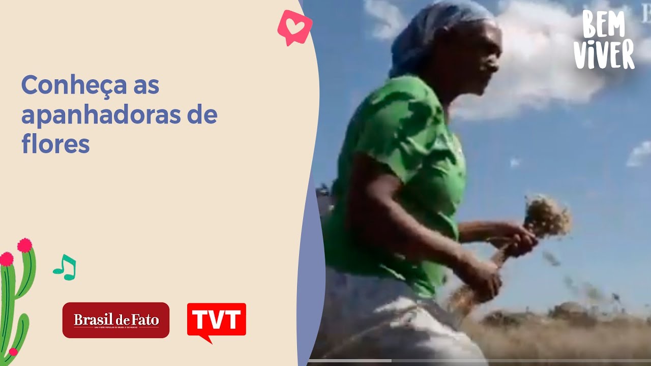 Conheça as apanhadoras de flores - Bem Viver