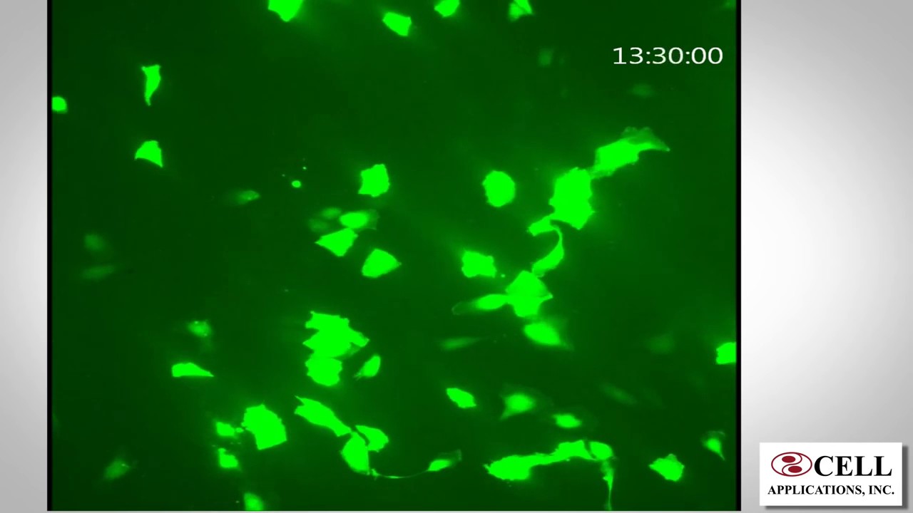 NEW HUVEC Transfection Optimized with Cytofect&trade; Kit