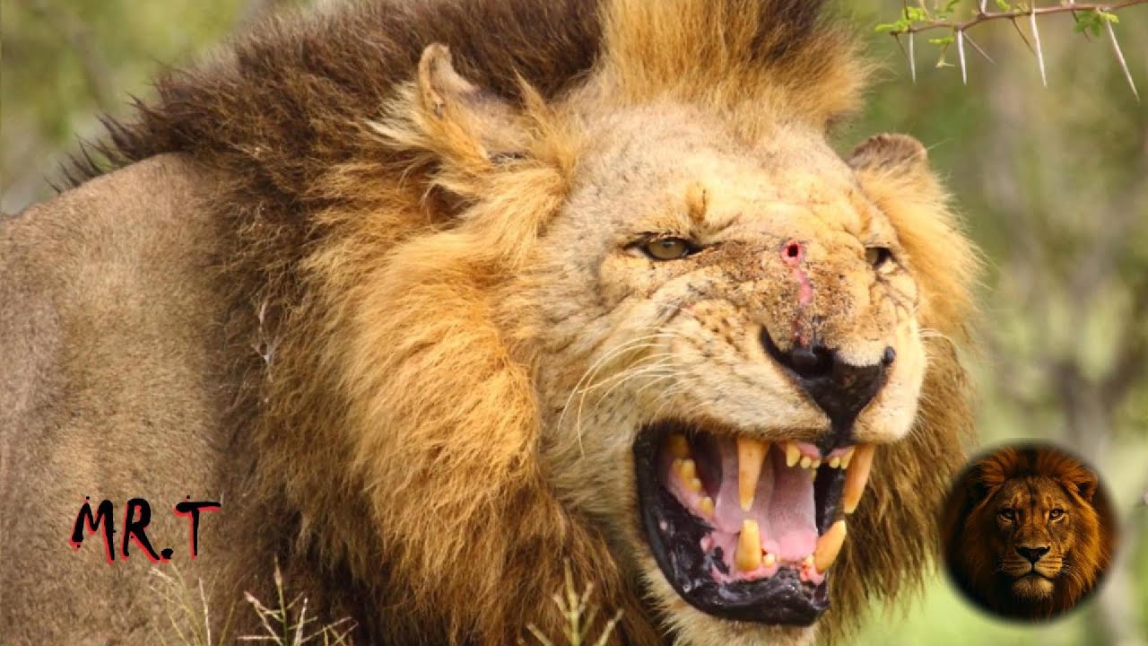 Mr. T And Mapogo Lions: Africa&rsquo;s Most Ruthless Lion Coalition