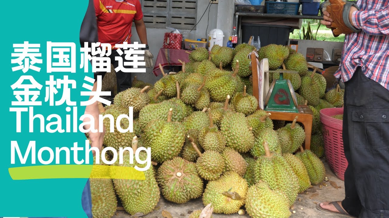 泰国金枕头榴莲|Thailand Durian Monthong