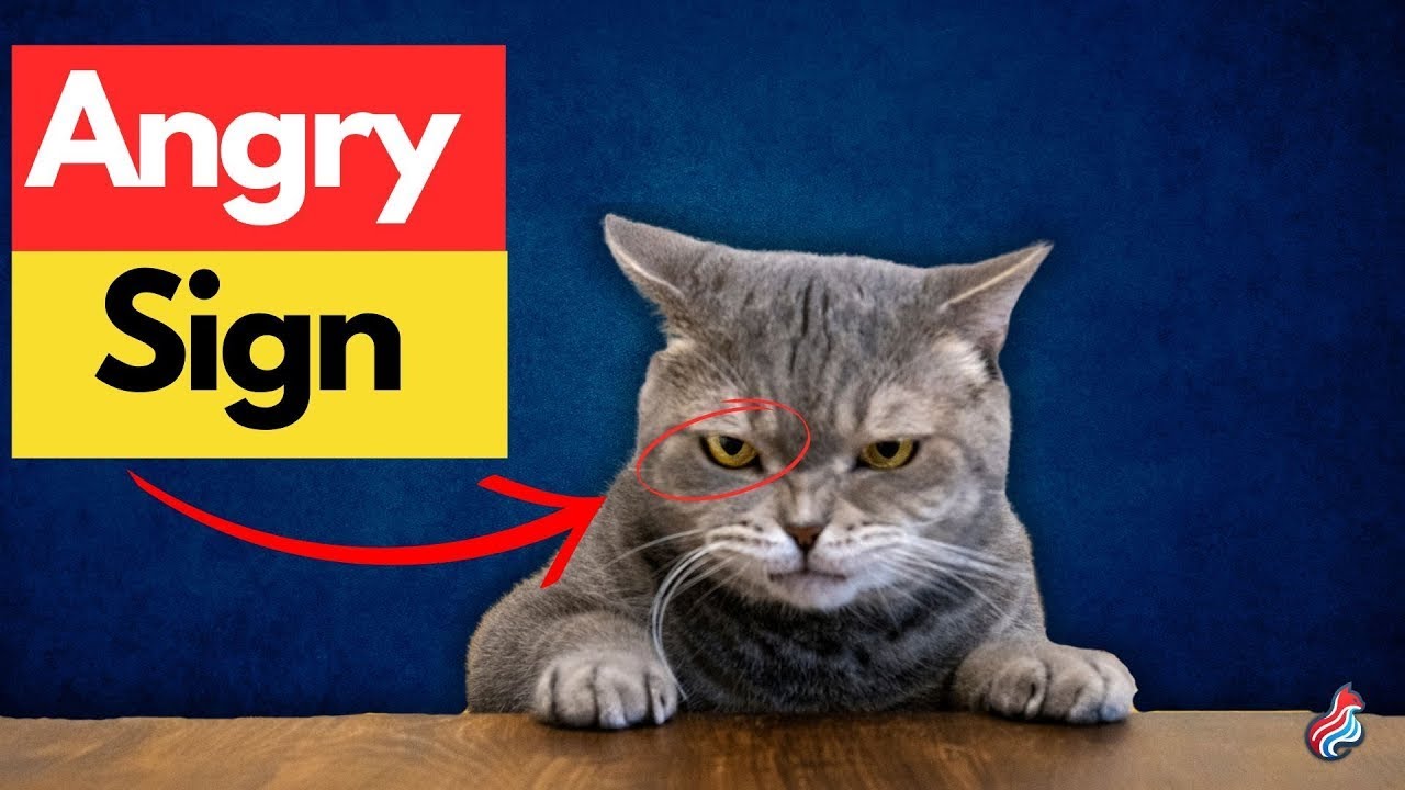 Is Your Cat Furious? Signs To Look Out For In Angry Cats