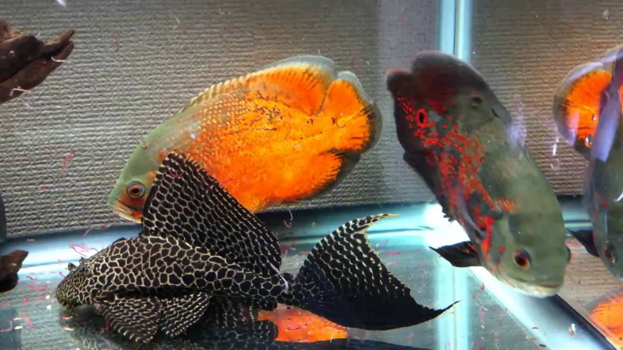 peixes oscar!!!