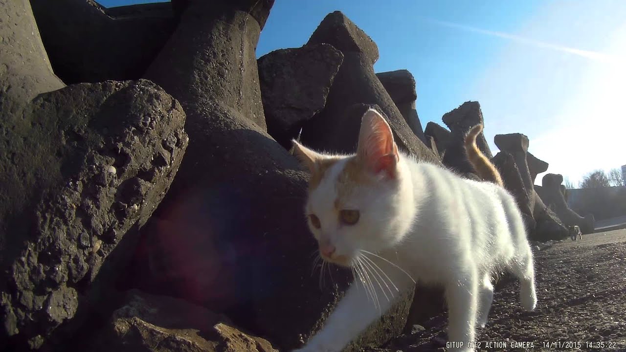 GitUp Git2 Gyro cat view test 1080p 60fps