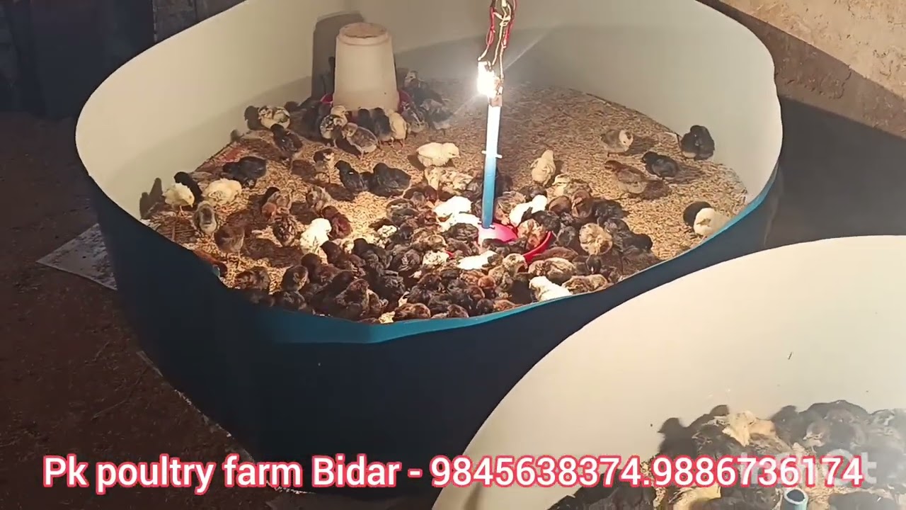 Healthy Desi Chicks Arrived 🐥 | PK Poultry Farm | Book Now”