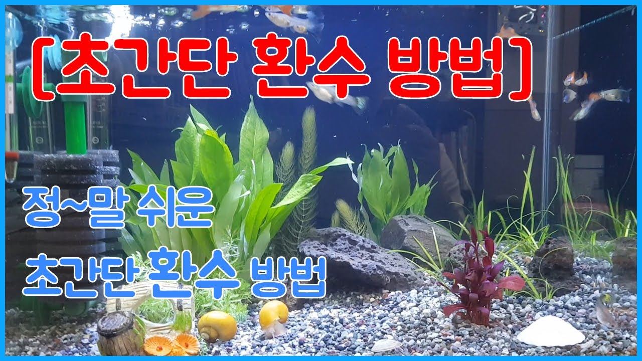 구피키우기 - 초간단 구피어항 환수 방법 어항 물갈이 쉽게해요 / 초보수초 식재 방법