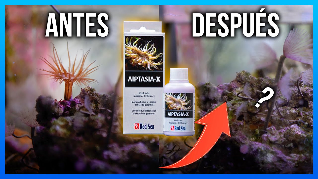 Control de AIPTASIAS! | Aiptasia X RedSea