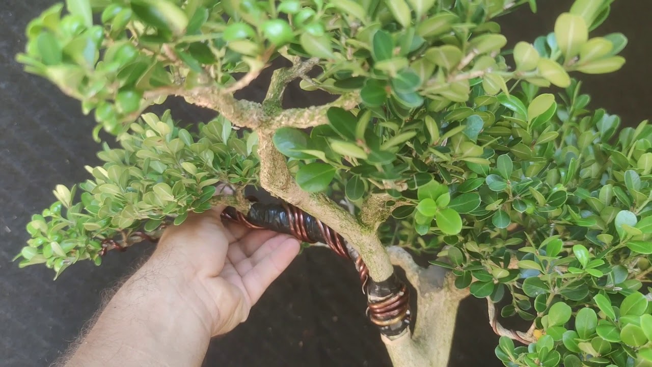 Técnica para torcer o mover una rama gruesa en un Bonsái. Bonsái Colombia. #bonsaicolombia