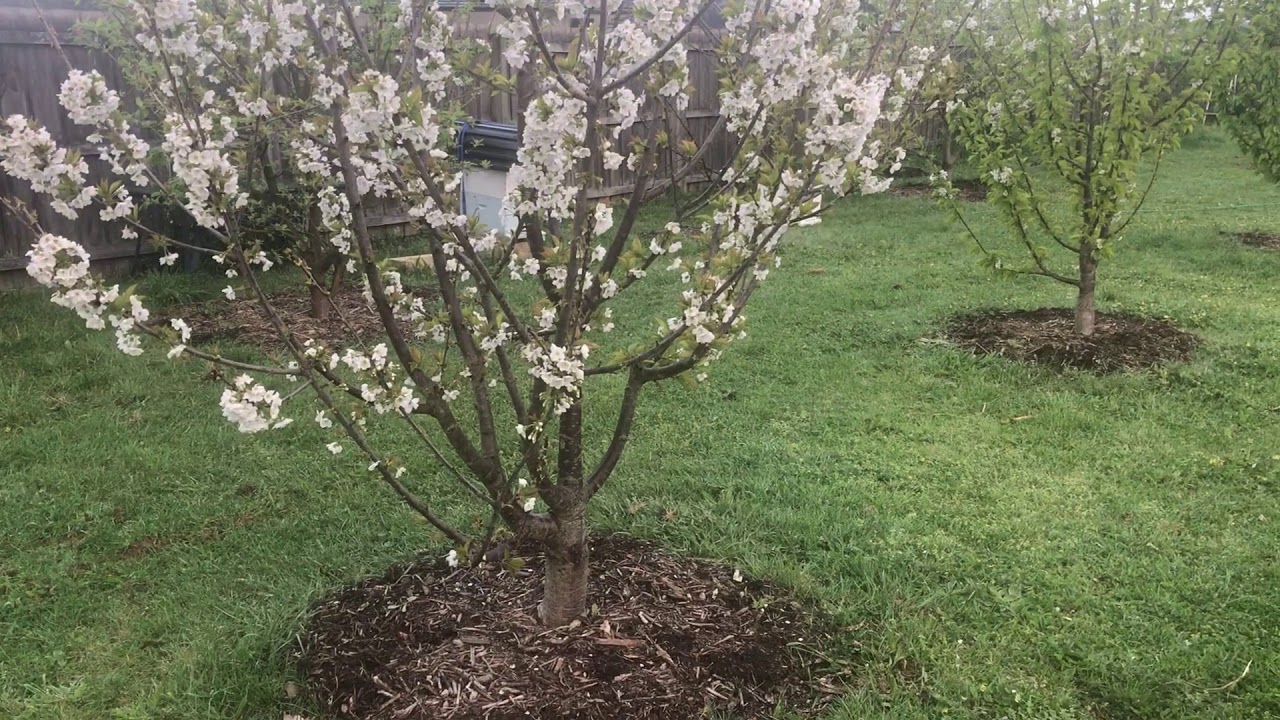 Cherry Trees in Melbourne Australia