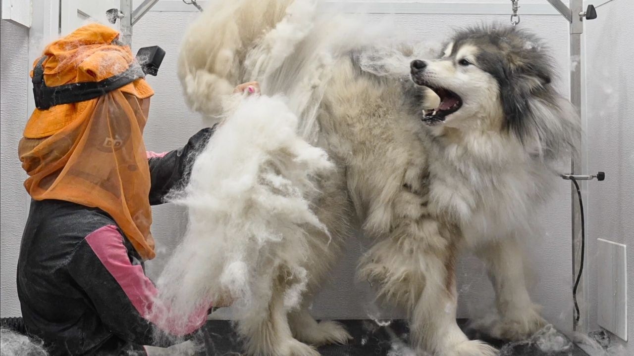 The Funniest And Most DRAMATIC Pets At The Grooming Salon 😂