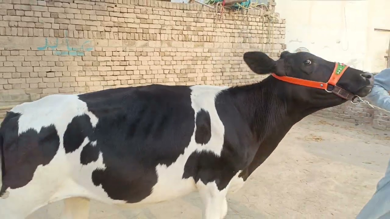 ماشاءاللہ بھائی رب نواز نے کمال کر دیا کال واٹس ایپ نمبر 03057792986