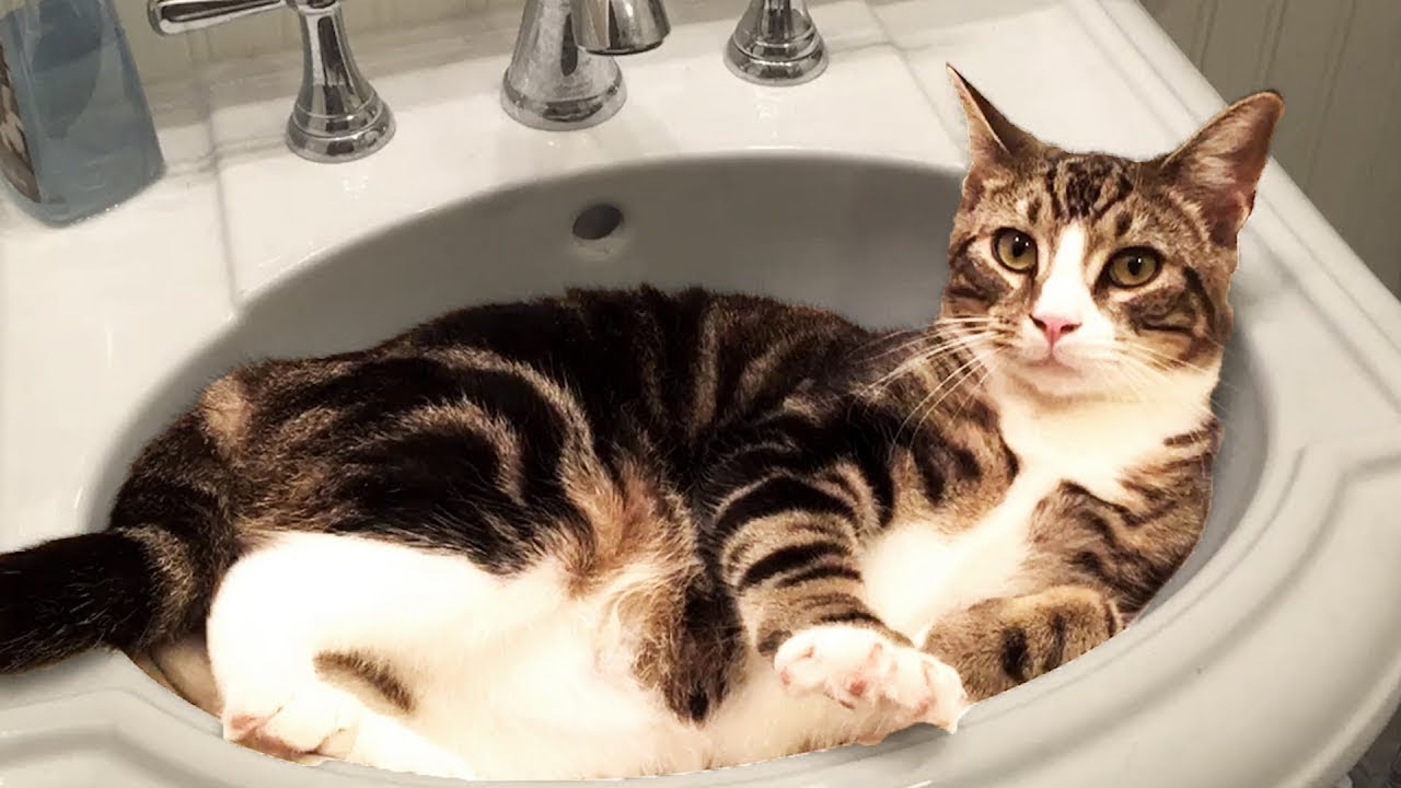 Cats Try Not To Laugh 19