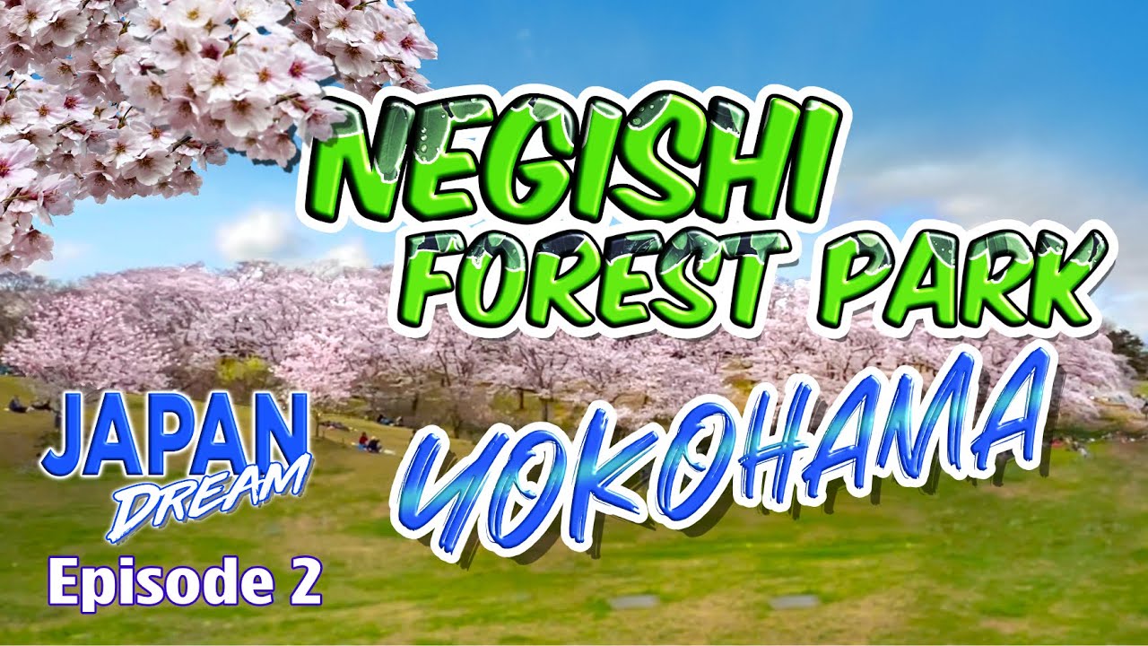 Yokohama Sakura  | Japan Dream - Episode 2