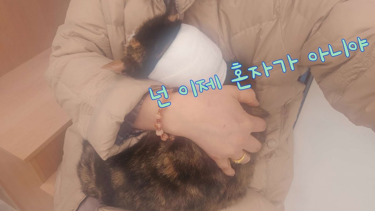 애기 물린줄도 몰랐던 엄마/사건이 있은 어제밤