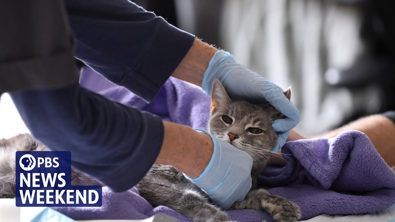 How vet schools are trying to address the mental health challenges plaguing veterinarians