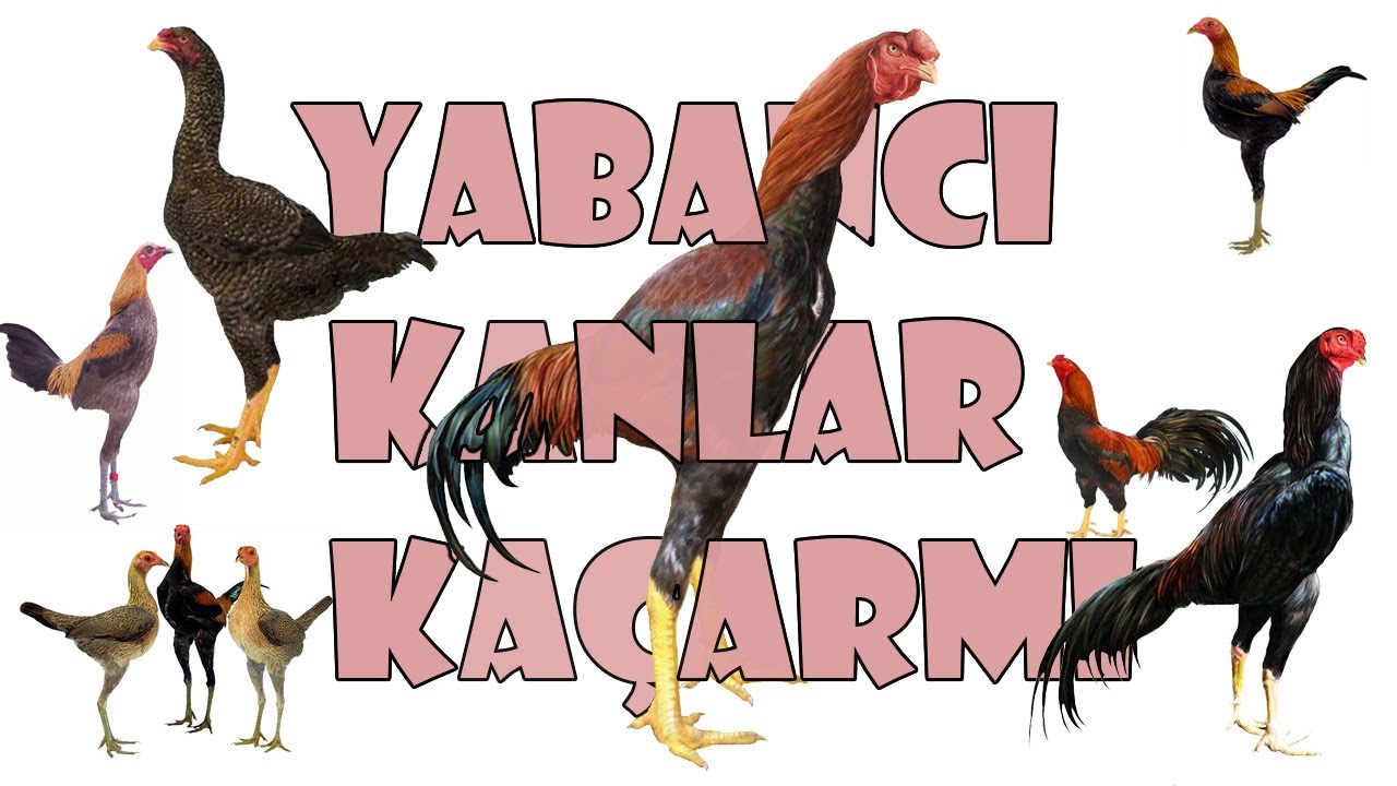 YABANCI KAN KAÇARMI ?