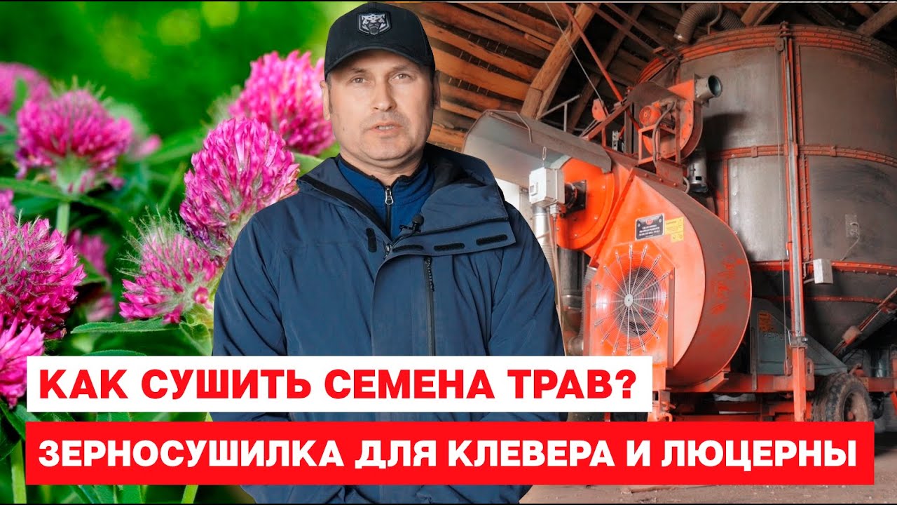 Как сушить семена трав. Зерносушилка для клевера и люцерны