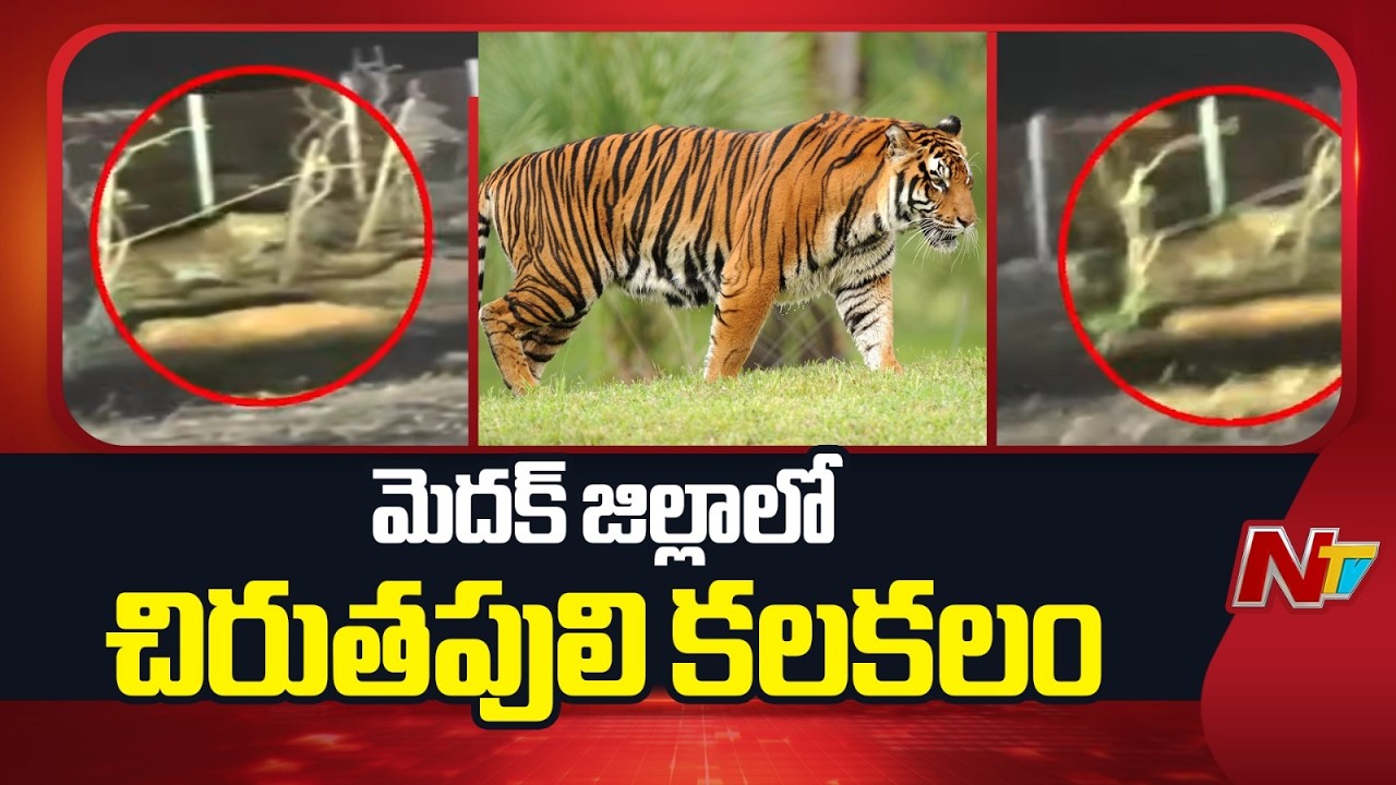 Tiger Spotted in Medak, Locals Panic | NTV Telugu