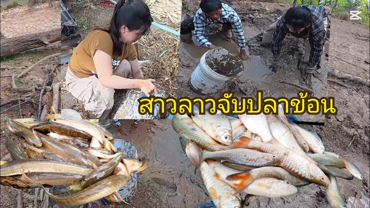 จับปลาข้อนอยูหนองนาหนองน้อยๆแต่มีปลาหลาย