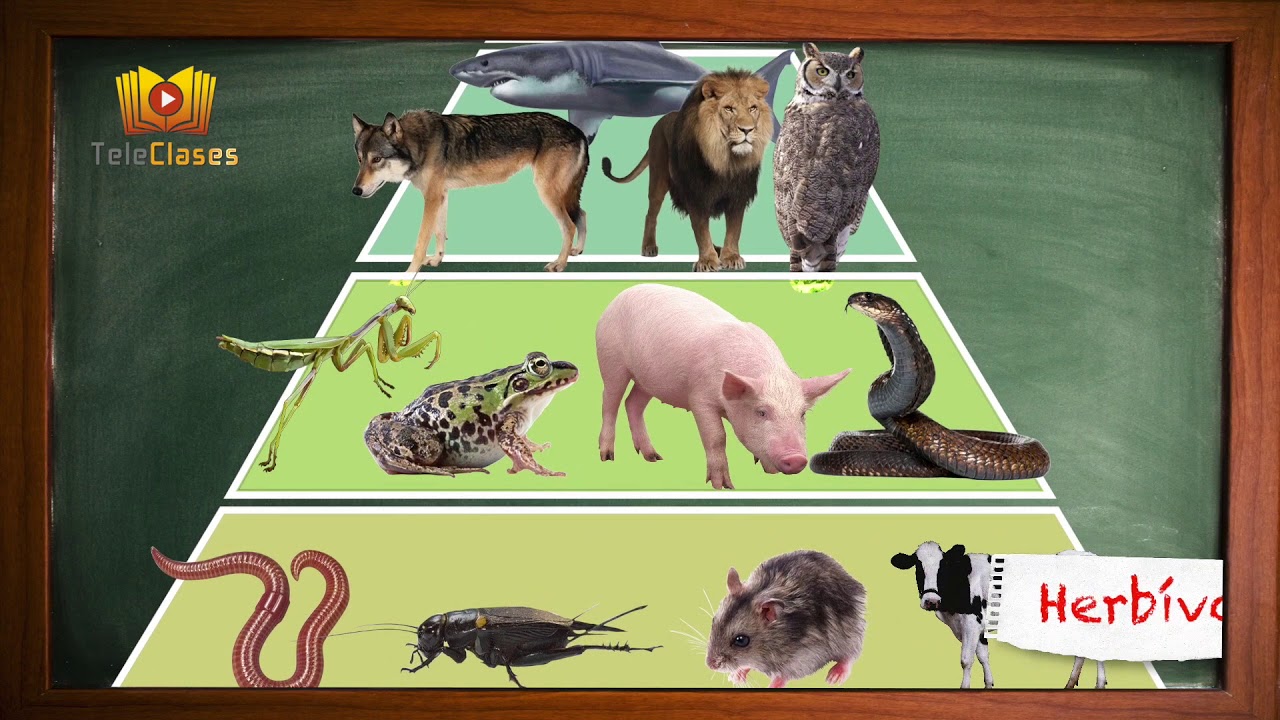 4&ordm;B&Aacute;SICO/CIENCIAS - Cadena alimenticia