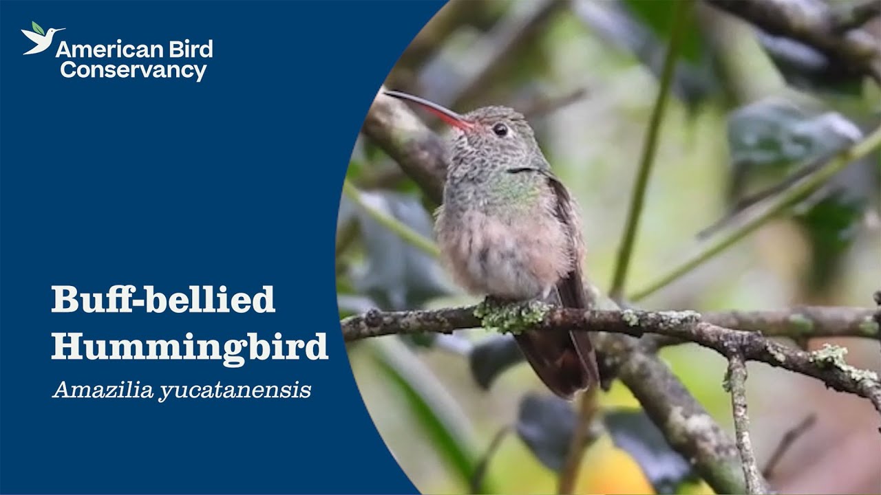 Buff-bellied Hummingbird: Border Beauty