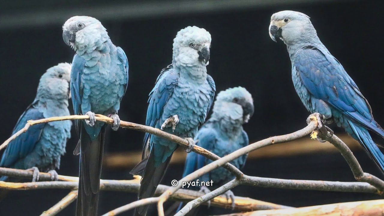 Spix macaw : Ararinha na Natureza project - pyaf.net