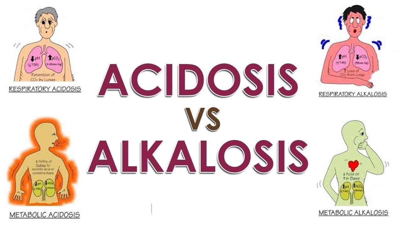 Biochemistry - 1st year - Buffers I Acidosis and Alkalosis
