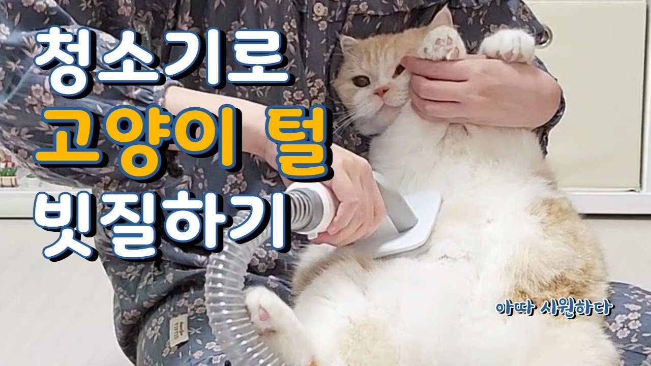 집사 생일선물로 고양이 미용기 선물 받았어요! 집사의 엄마찬스 럽마이펫 5in1 스마트 진공 미용기 리뷰