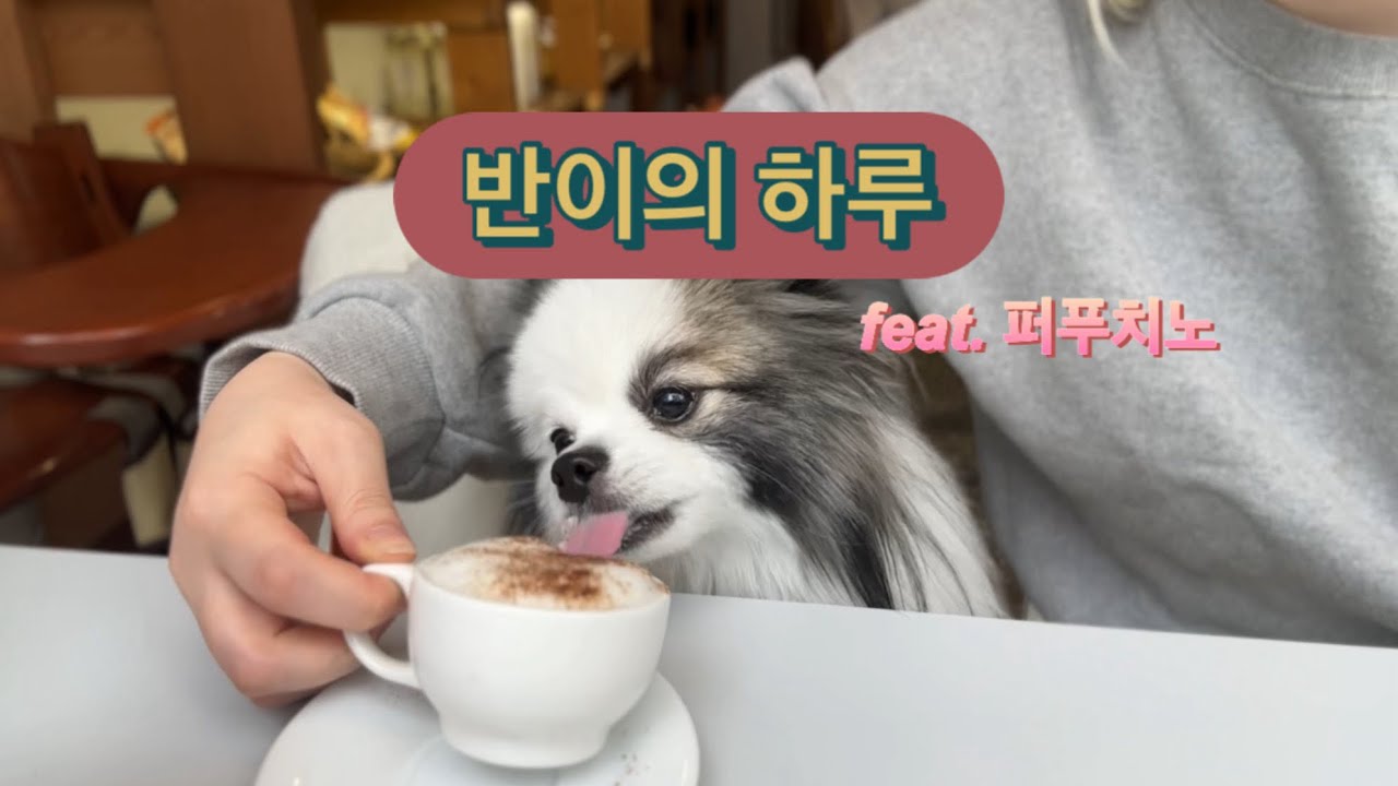 반이의 하루/퍼푸치노/간식