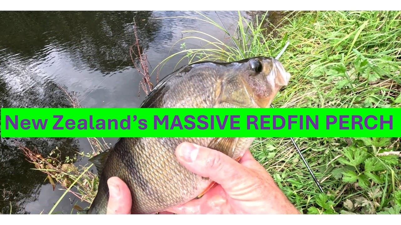 Small Stream - Massive Redfin