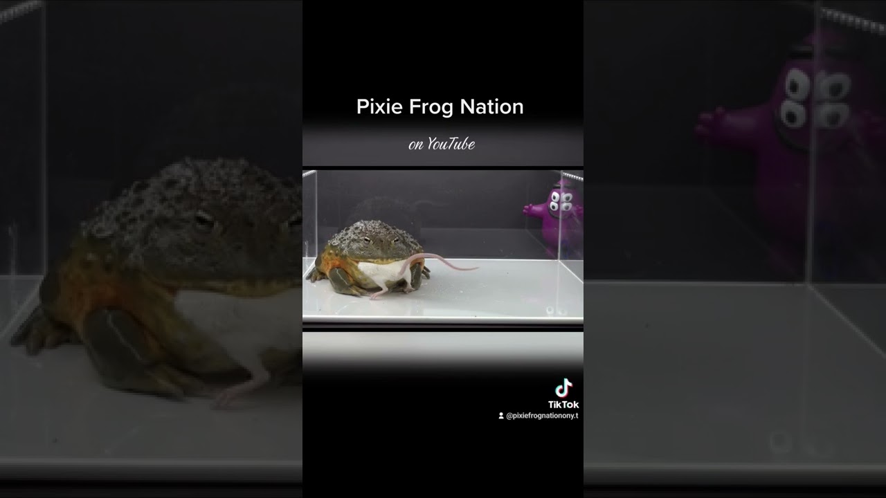 Pixie Frog Shoves Rodent In Mouth / Warning Live Feeding