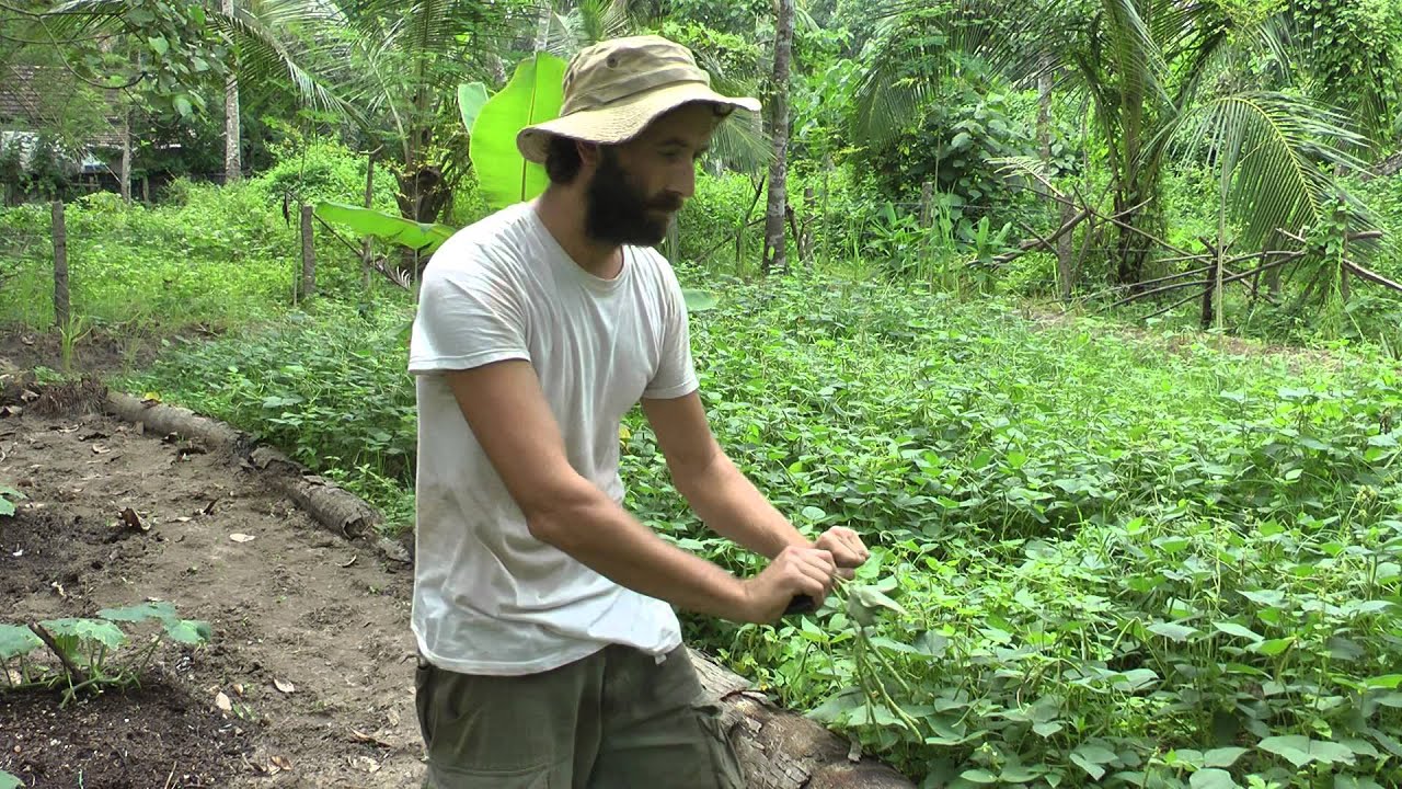 Садоводство без перекопки — эффективное использование сидератов! Видеоблог WWN