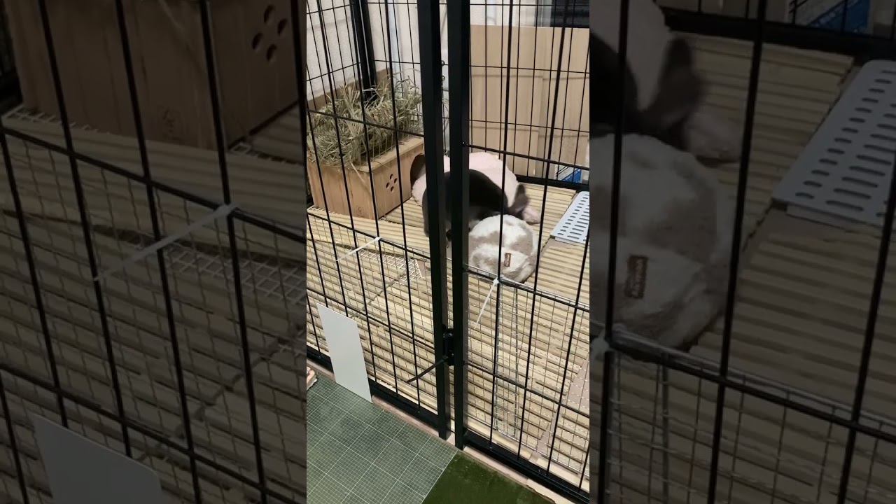 Netherland Dwarf rabbitのまるちゃん
