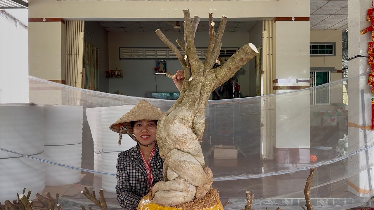 Phôi hoa giấy siêu phẩm đẹp, cây to sạch bóng củ đế đặc giao lưu toàn quốc ☎0939.421.599 Hương Đoàn