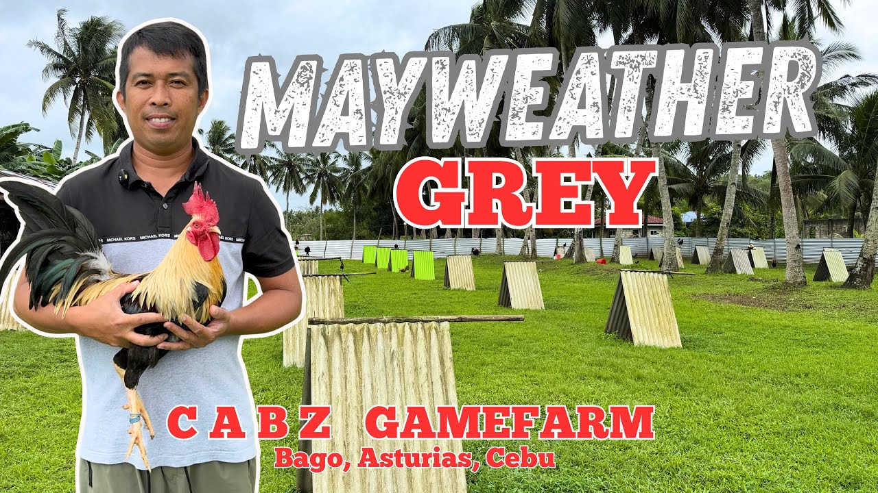 Mas Masigla ang Sisiw | Cabuyao Bros. 