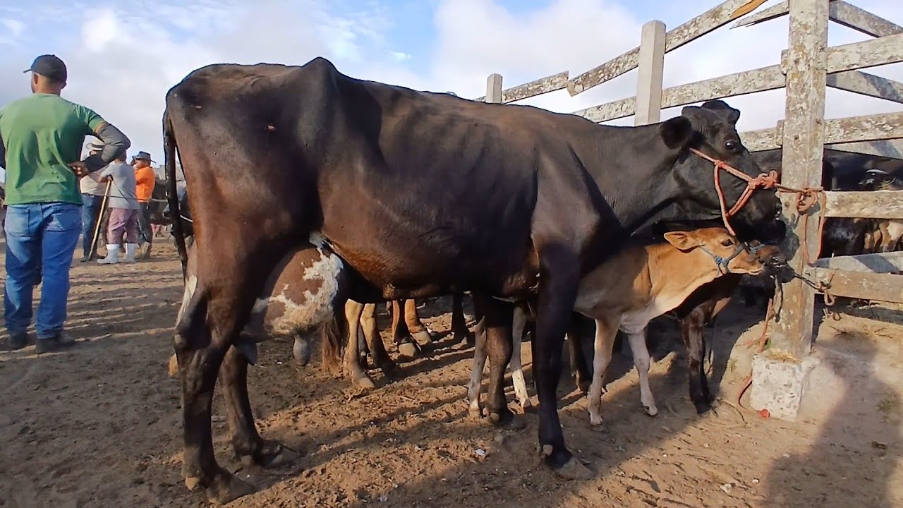 FEIRA DAS VACAS LEITERAS EM CAPOEIRAS PERNAMBUCO 06 de fevereiro de 2026