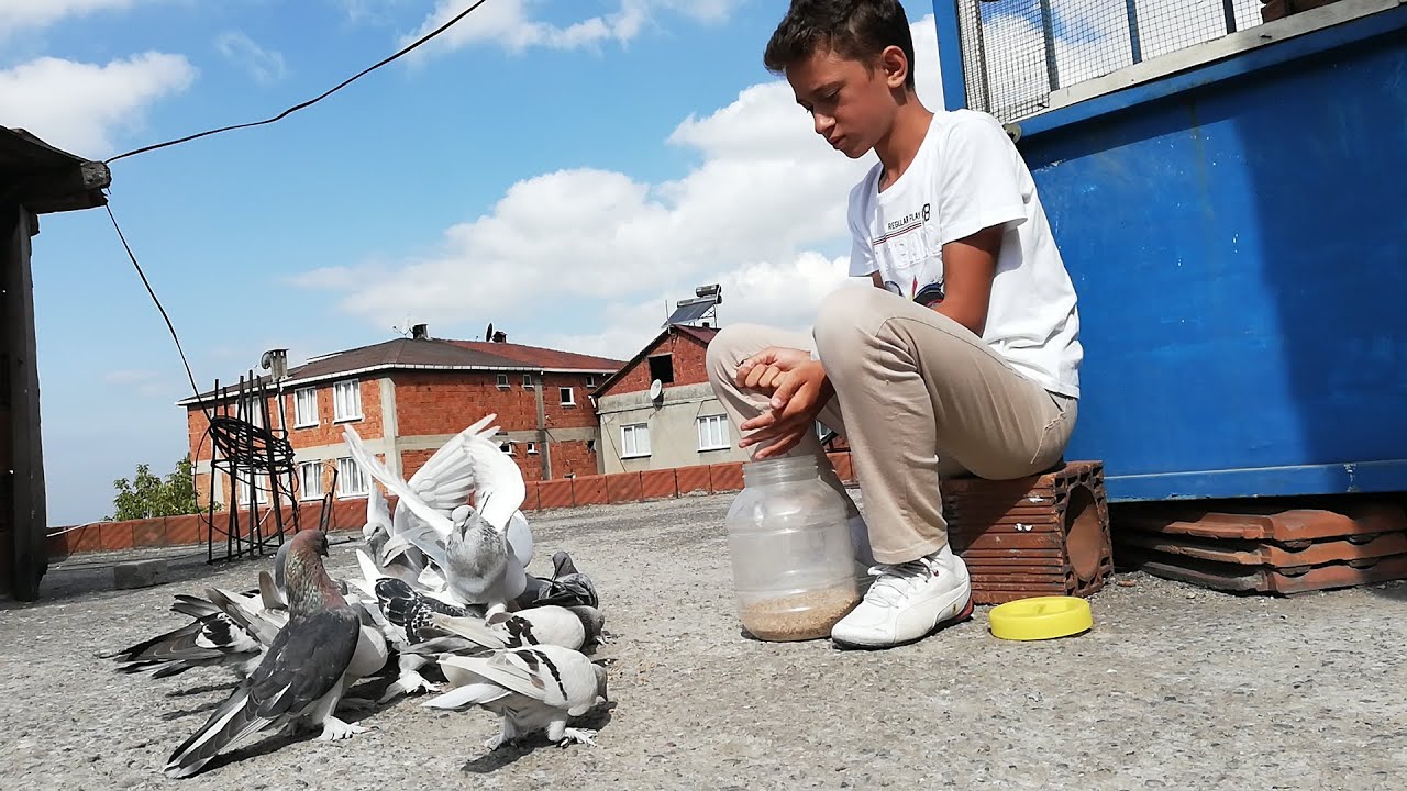 12 Yaş Giresunlu Abdullah ve Taklacı Güvercinleri. Gebze Güvercin Kümesleri, Gebze Oyun Kuşu