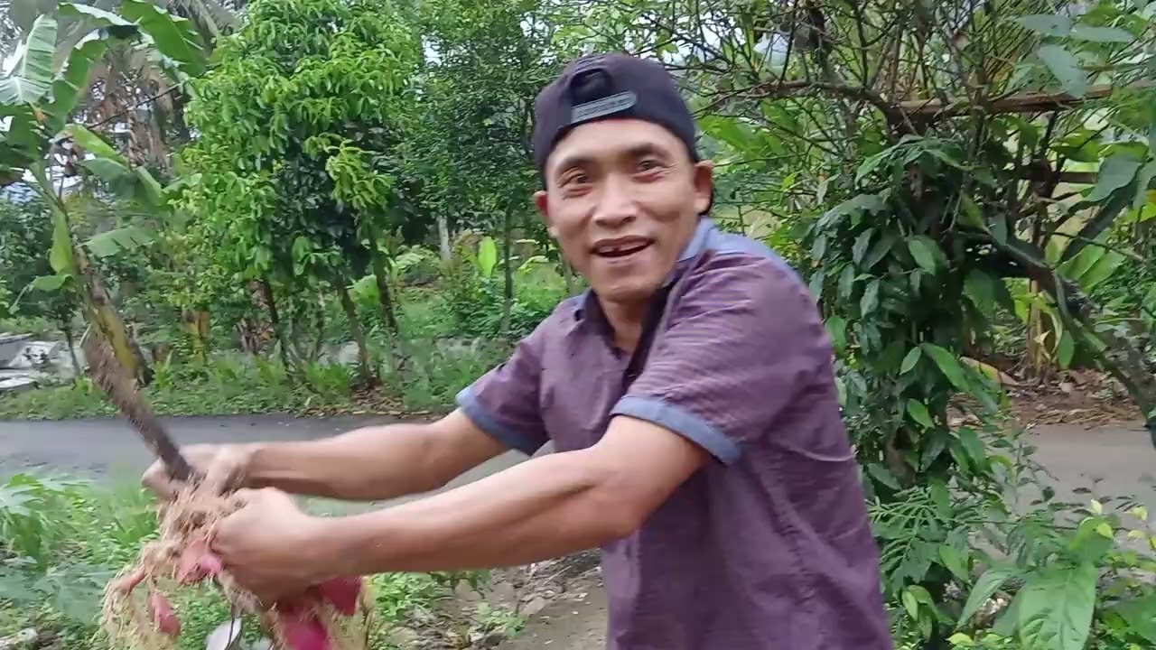 alhamdulilah. Rusdi sedang memanen ubi rambat