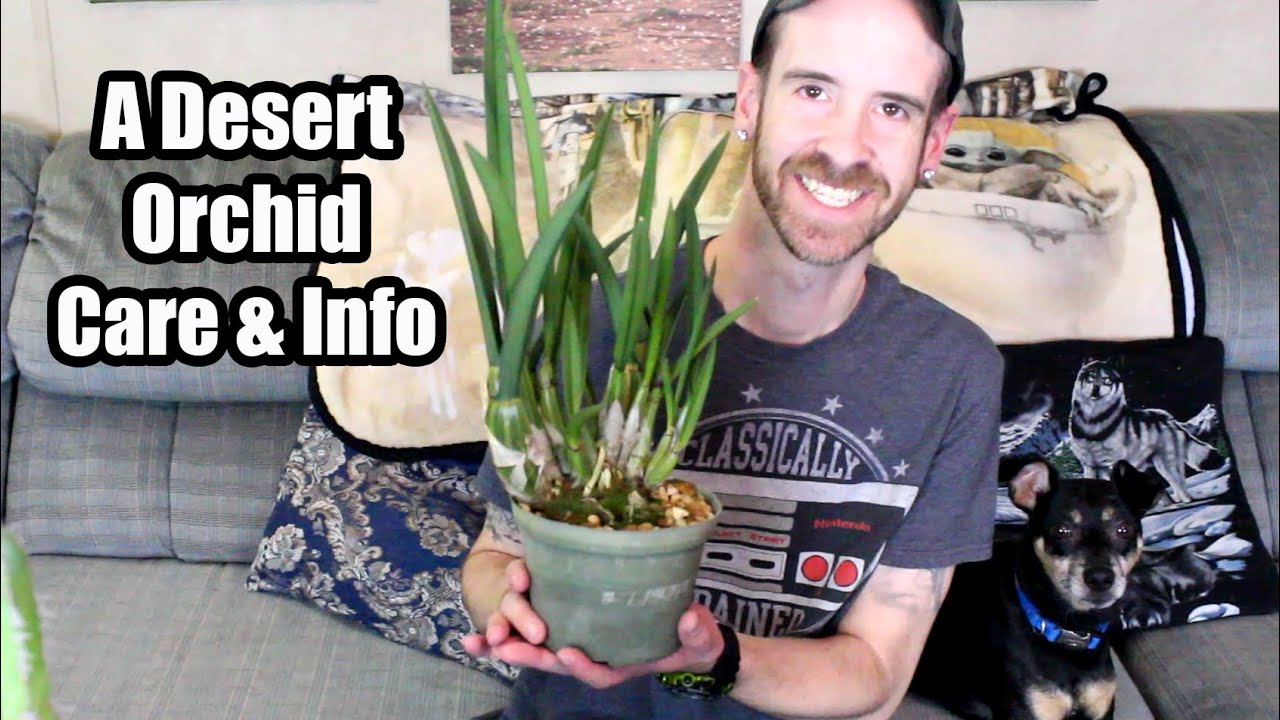 A Desert Orchid Care & Info (Eulophoria petersii)