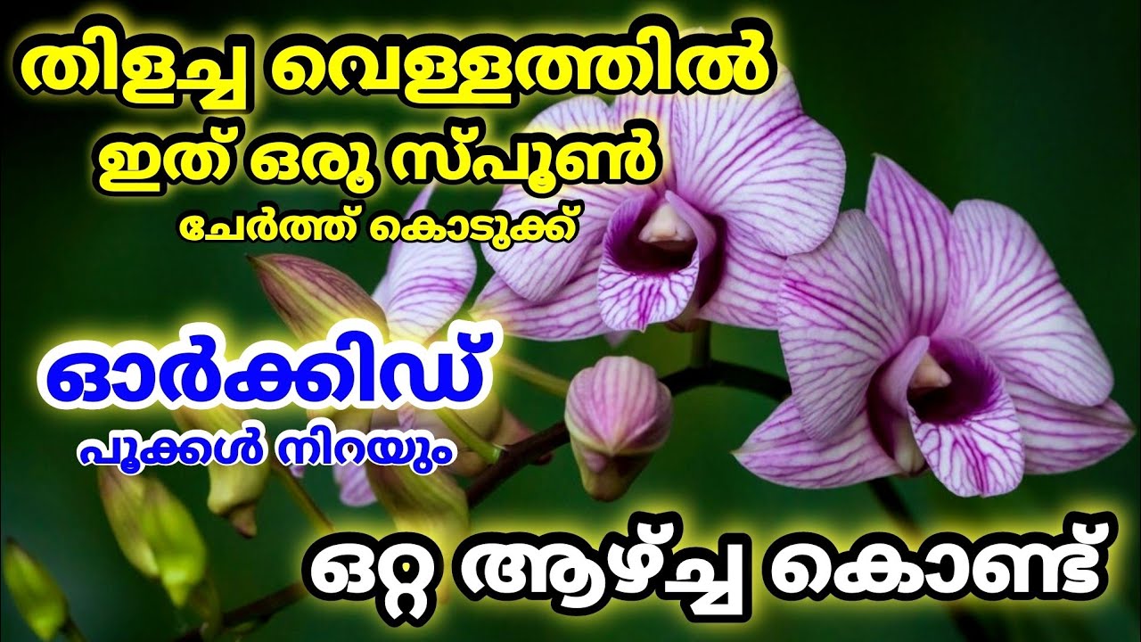 ഓർക്കിഡ് പൂക്കൾ നിറക്കാം ഒറ്റ ആഴ്ച്ച കൊണ്ട്|Fast Flowering Tips for Orchid PlantsFloweringFertilizer