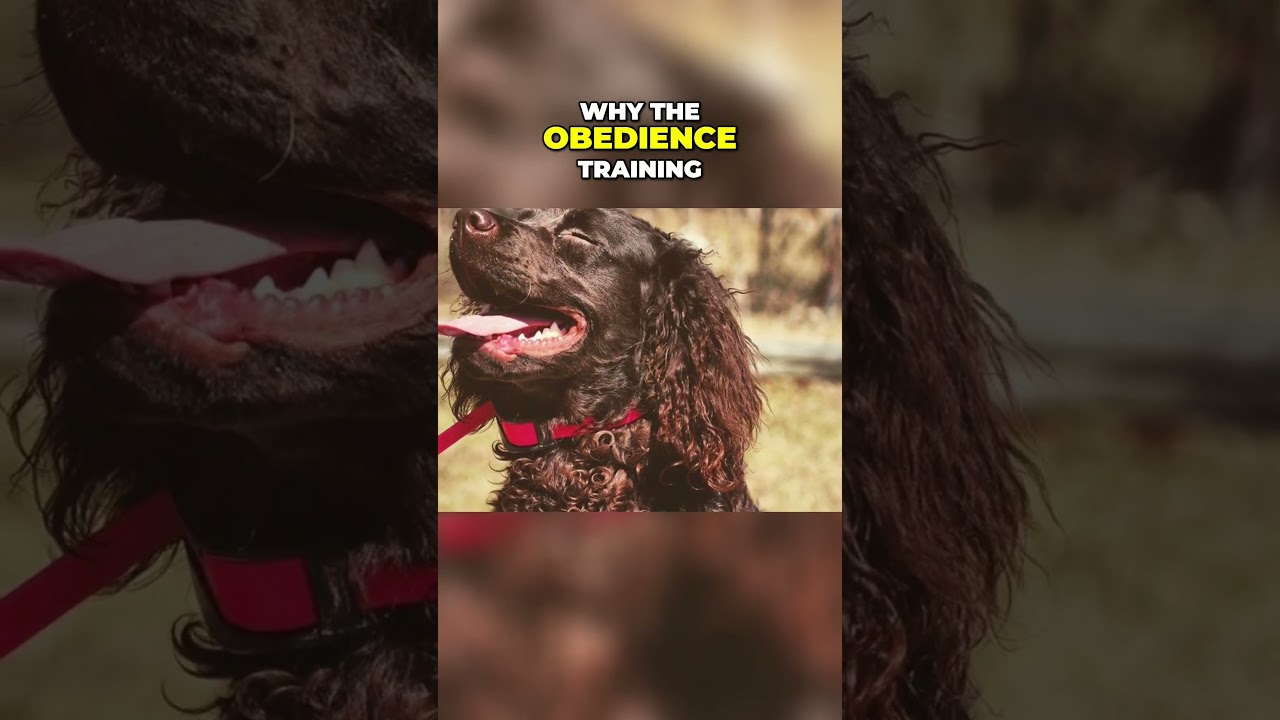 Living With the American Water Spaniel - What to Expect?