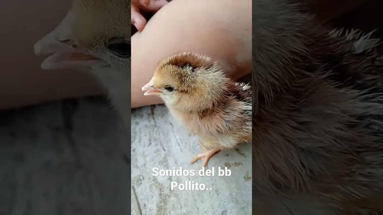 Sonido del beb&eacute; pollito 🐣 #viralvideo #shorts