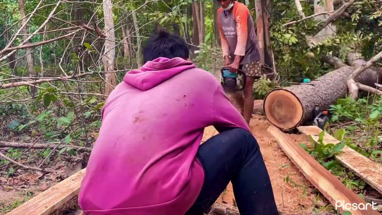 ทักสการใช้เลื้อยยนเลื้อยไม้