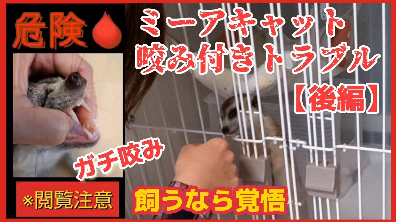 安易に飼ってはいけない 【後編】～ミーアキャットの咬み付きトラブル～