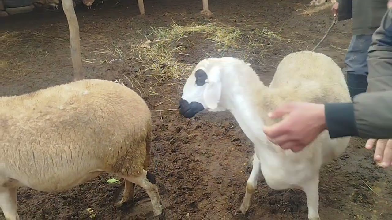 بسم الله نشارك معاكم 2نعجات أنوك گرگاع+31 حولية معروضة للبيع بتاريخ 27/1/2026//0643853375